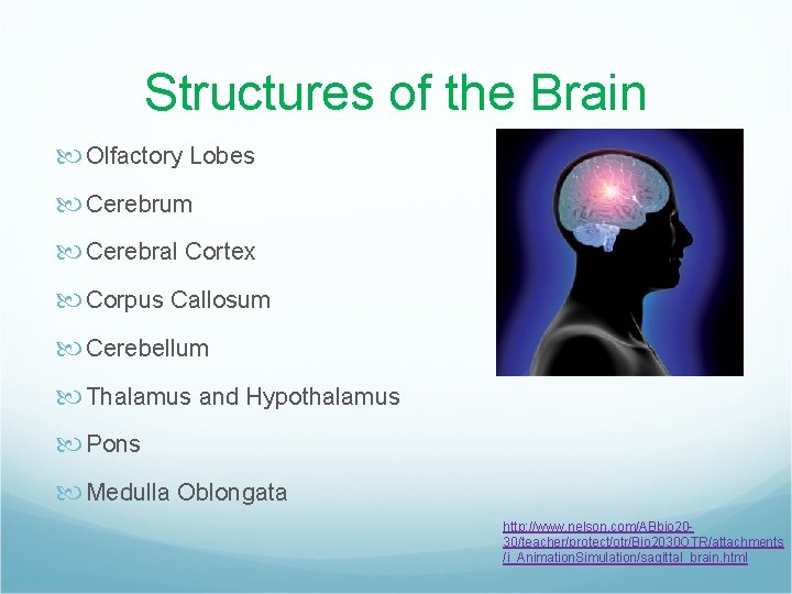 Structures of the Brain Olfactory Lobes Cerebrum Cerebral Cortex Corpus Callosum Cerebellum Thalamus and