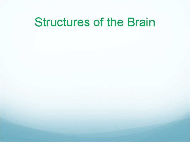 Structures of the Brain 