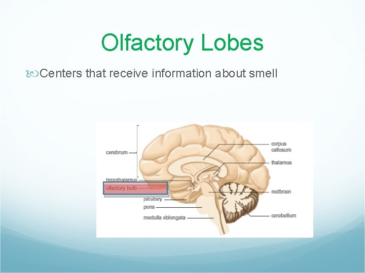 Olfactory Lobes Centers that receive information about smell 