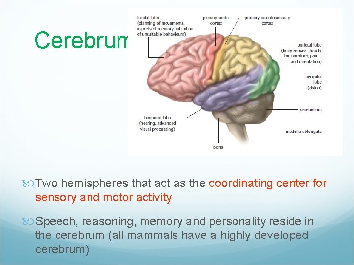 Cerebrum Two hemispheres that act as the coordinating center for sensory and motor activity