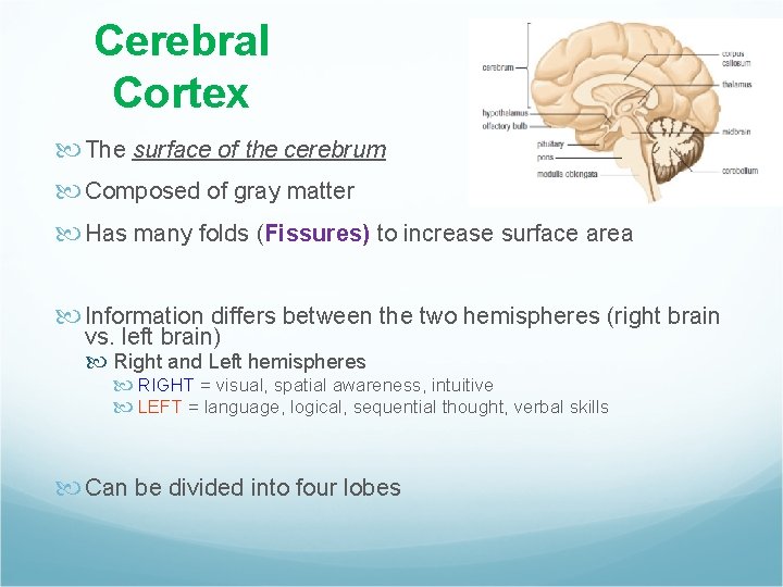 Cerebral Cortex The surface of the cerebrum Composed of gray matter Has many folds