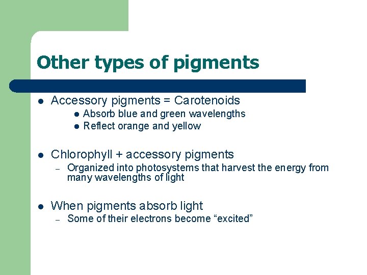 Other types of pigments l Accessory pigments = Carotenoids l l l Chlorophyll +