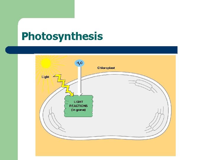 Photosynthesis 