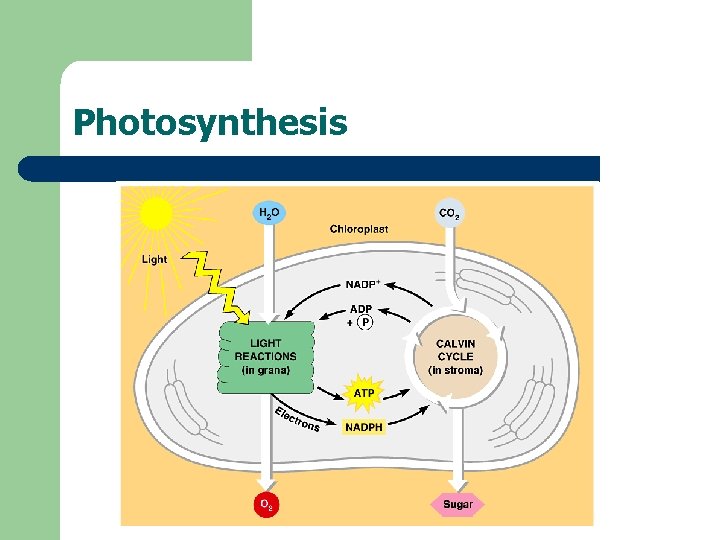 Photosynthesis 