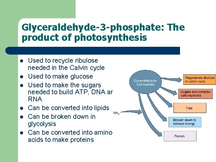 Glyceraldehyde-3 -phosphate: The product of photosynthesis l l l Used to recycle ribulose needed