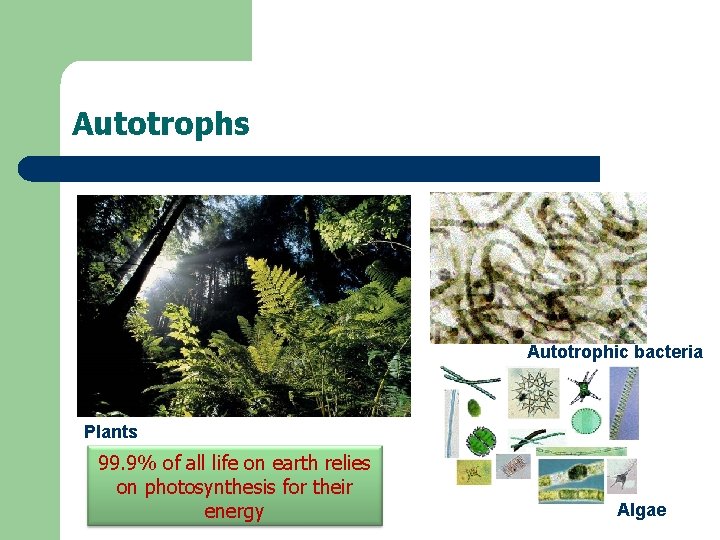 Autotrophs Autotrophic bacteria Plants 99. 9% of all life on earth relies on photosynthesis