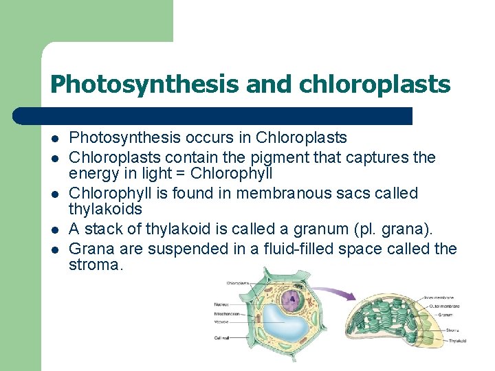 Photosynthesis and chloroplasts l l l Photosynthesis occurs in Chloroplasts contain the pigment that