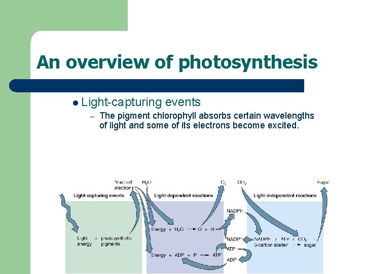 An overview of photosynthesis l Light-capturing events – The pigment chlorophyll absorbs certain wavelengths