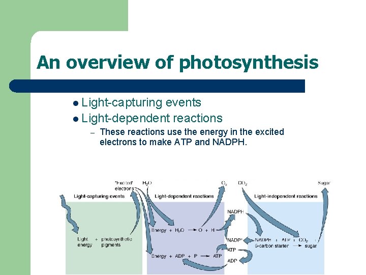 An overview of photosynthesis l Light-capturing events l Light-dependent reactions – These reactions use