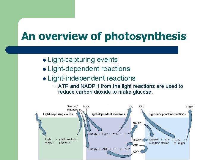 An overview of photosynthesis l Light-capturing events l Light-dependent reactions l Light-independent reactions –