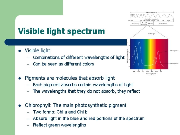 Visible light spectrum l Visible light – – l Pigments are molecules that absorb