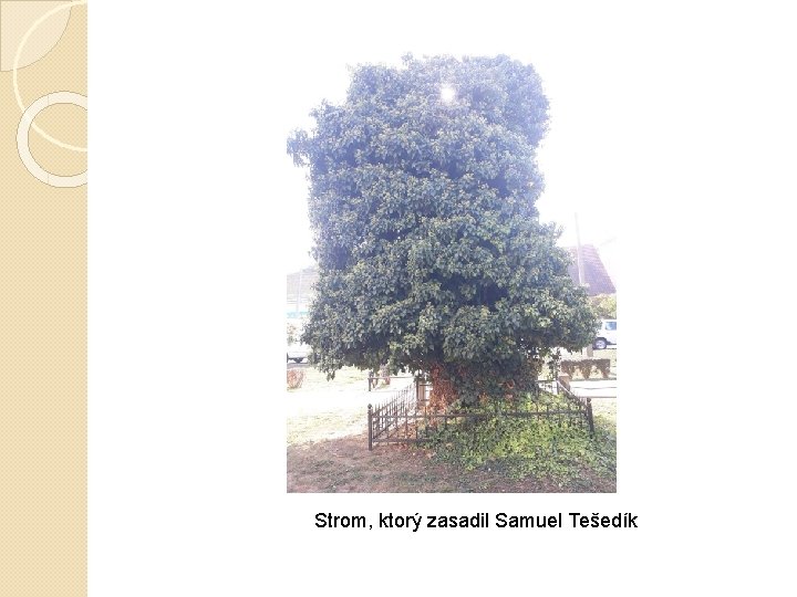 Strom, ktorý zasadil Samuel Tešedík 