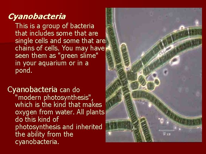 Cyanobacteria This is a group of bacteria that includes some that are single cells