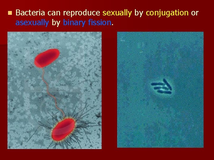 n Bacteria can reproduce sexually by conjugation or asexually by binary fission. 