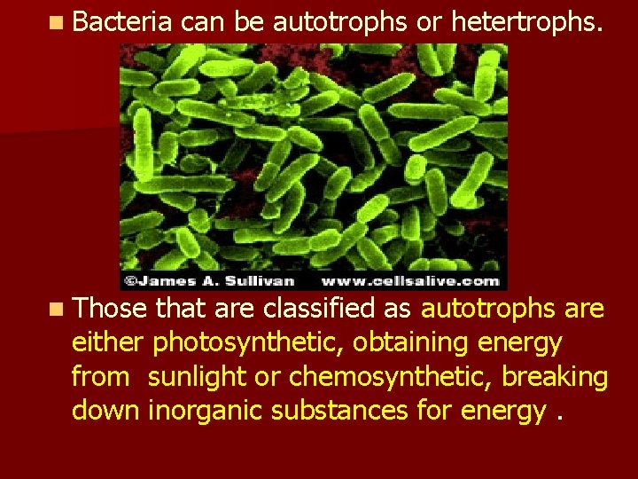 n Bacteria n Those can be autotrophs or hetertrophs. that are classified as autotrophs