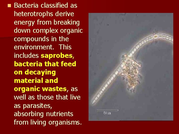 n Bacteria classified as heterotrophs derive energy from breaking down complex organic compounds in