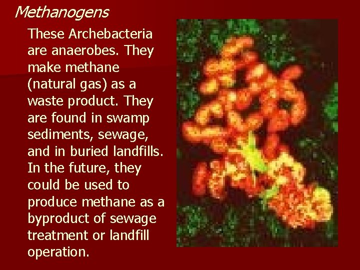Methanogens These Archebacteria are anaerobes. They make methane (natural gas) as a waste product.