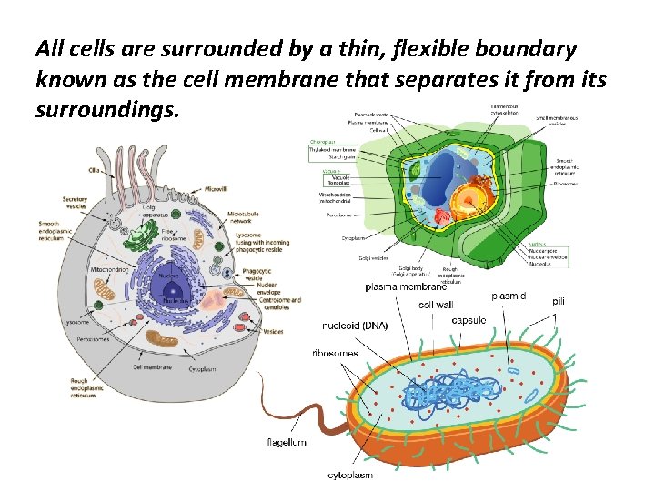Cell Membrane and Passive Transport Notes 5 I