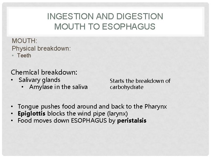 INGESTION AND DIGESTION MOUTH TO ESOPHAGUS MOUTH: Physical breakdown: • Teeth Chemical breakdown: •