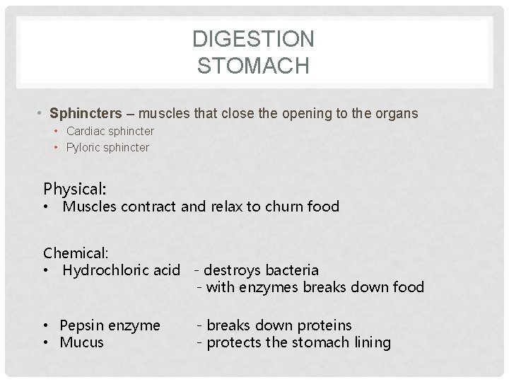 DIGESTION STOMACH • Sphincters – muscles that close the opening to the organs •