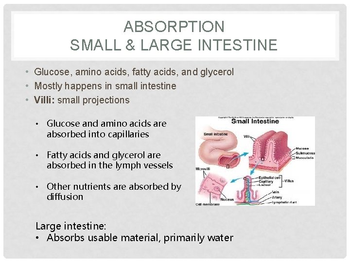 ABSORPTION SMALL & LARGE INTESTINE • Glucose, amino acids, fatty acids, and glycerol •