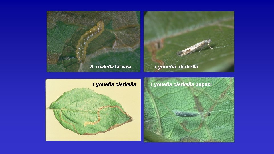 S. malella larvası Lyonetia clerkella pupası 
