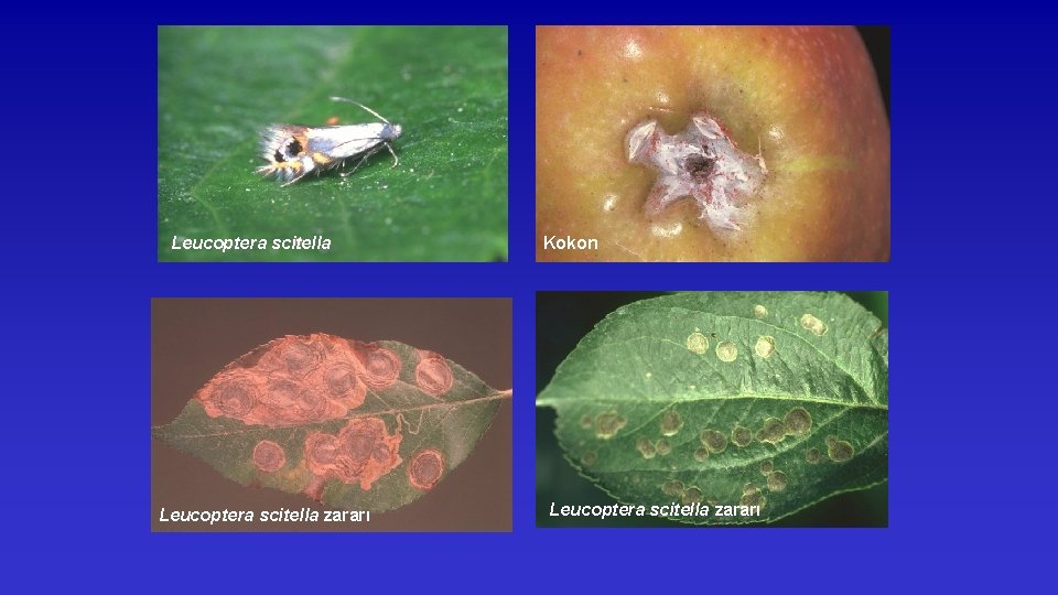 Leucoptera scitella zararı Kokon Leucoptera scitella zararı 