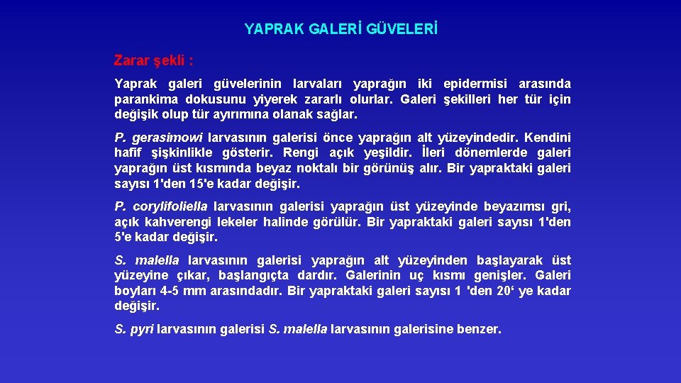 YAPRAK GALERİ GÜVELERİ Zarar şekli : Yaprak galeri güvelerinin larvaları yaprağın iki epidermisi arasında