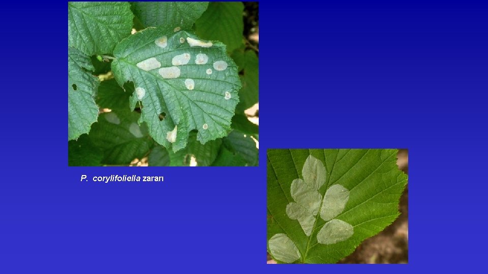 P. corylifoliella zararı 