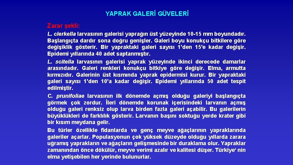 YAPRAK GALERİ GÜVELERİ Zarar şekli: L. clerkella larvasının galerisi yaprağın üst yüzeyinde 10 -15