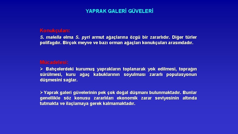 YAPRAK GALERİ GÜVELERİ Konukçuları: S. malella elma S. pyri armut ağaçlarına özgü bir zararlıdır.