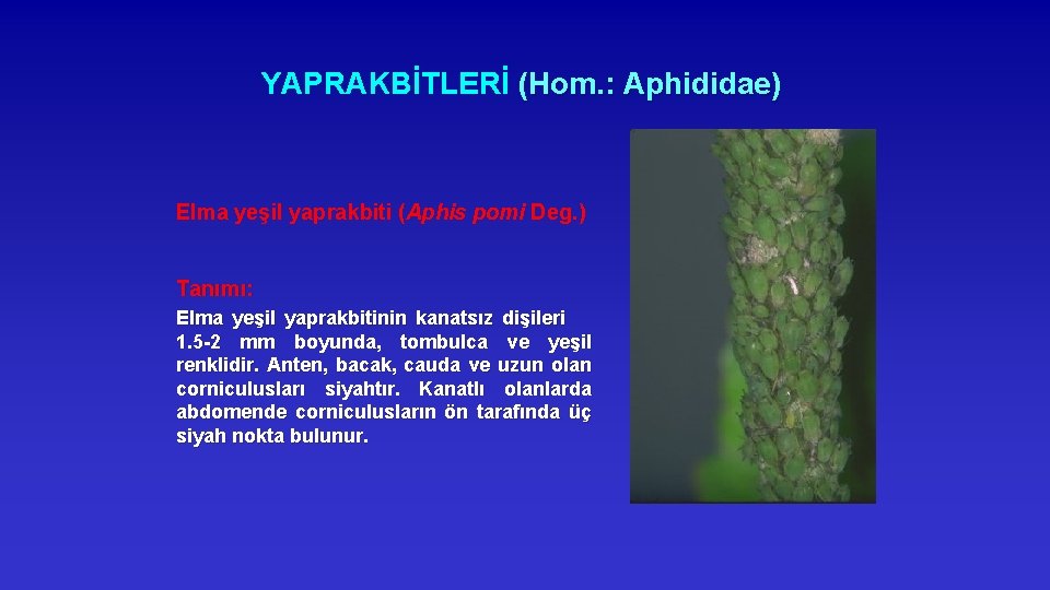 YAPRAKBİTLERİ (Hom. : Aphididae) Elma yeşil yaprakbiti (Aphis pomi Deg. ) Tanımı: Elma yeşil