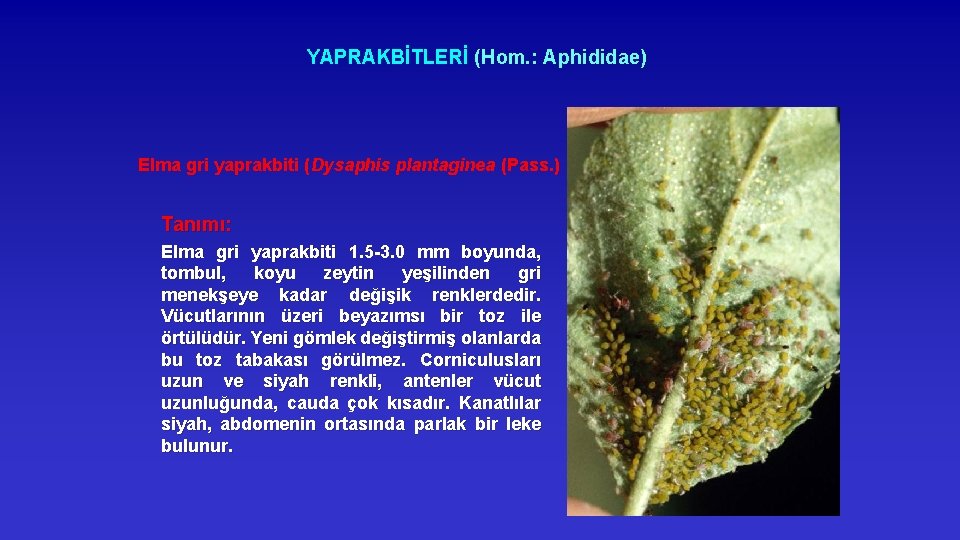 YAPRAKBİTLERİ (Hom. : Aphididae) Elma gri yaprakbiti (Dysaphis plantaginea (Pass. ) Tanımı: Elma gri