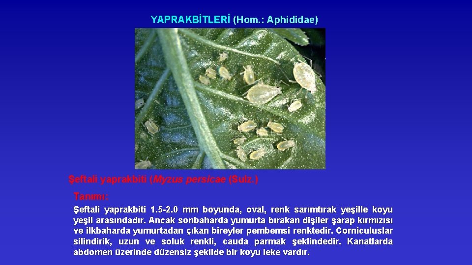 YAPRAKBİTLERİ (Hom. : Aphididae) Şeftali yaprakbiti (Myzus persicae (Sulz. ) Tanımı: Şeftali yaprakbiti 1.