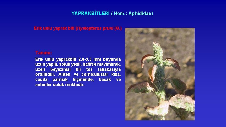 YAPRAKBİTLERİ ( Hom. : Aphididae) Erik unlu yaprak biti (Hyalopterus pruni (G. ) Tanımı: