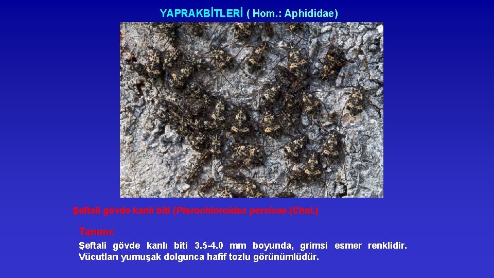 YAPRAKBİTLERİ ( Hom. : Aphididae) Şeftali gövde kanlı biti (Pterochloroides persicae (Chol. ) Tanımı: