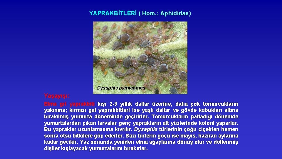 YAPRAKBİTLERİ ( Hom. : Aphididae) Dysaphis plantaginea Yaşayışı: Elma gri yaprakbiti kışı 2 -3