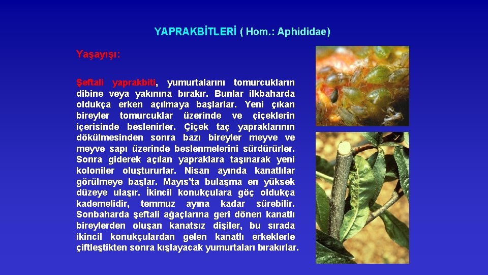 YAPRAKBİTLERİ ( Hom. : Aphididae) Yaşayışı: Şeftali yaprakbiti, yumurtalarını tomurcukların dibine veya yakınına bırakır.