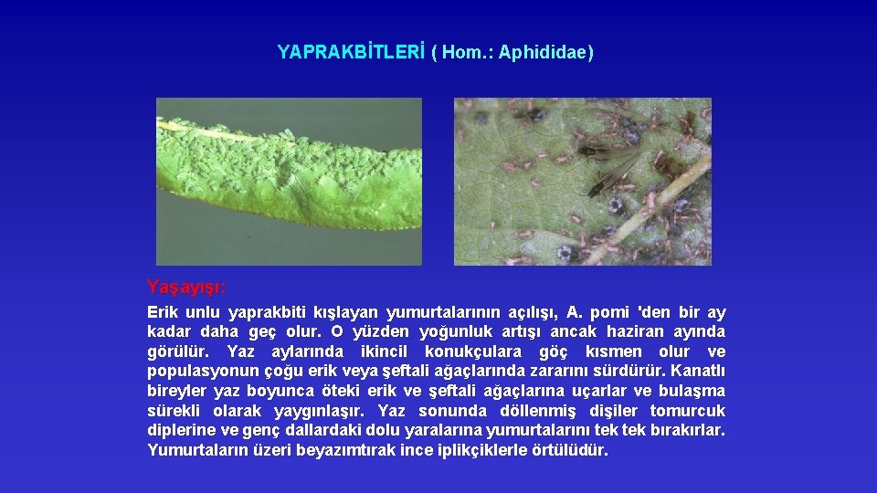 YAPRAKBİTLERİ ( Hom. : Aphididae) Yaşayışı: Erik unlu yaprakbiti kışlayan yumurtalarının açılışı, A. pomi