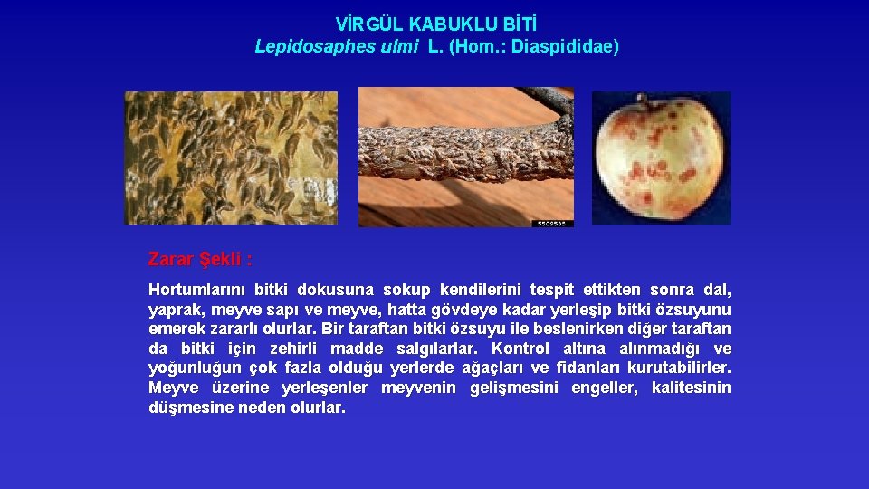 VİRGÜL KABUKLU BİTİ Lepidosaphes ulmi L. (Hom. : Diaspididae) Zarar Şekli : Hortumlarını bitki