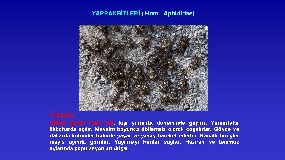 YAPRAKBİTLERİ ( Hom. : Aphididae) Yaşayışı: Şeftali gövde kanlı biti, kışı yumurta döneminde geçirir.