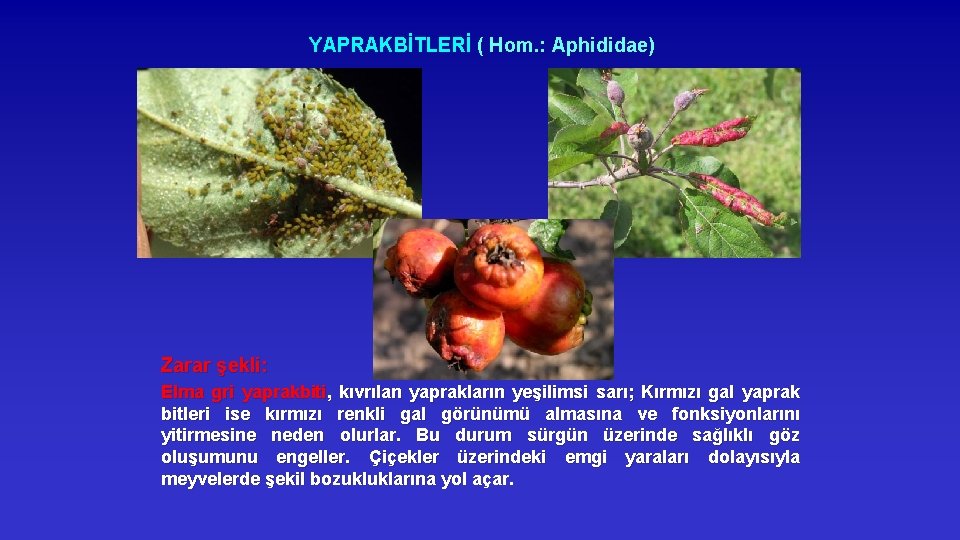 YAPRAKBİTLERİ ( Hom. : Aphididae) Zarar şekli: Elma gri yaprakbiti, kıvrılan yaprakların yeşilimsi sarı;