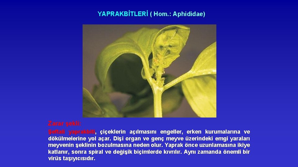 YAPRAKBİTLERİ ( Hom. : Aphididae) Zarar şekli: Şeftali yaprakbiti, çiçeklerin açılmasını engeller, erken kurumalarına