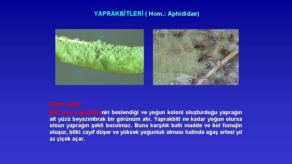 YAPRAKBİTLERİ ( Hom. : Aphididae) Zarar şekli: Erik unlu yaprakbitinin beslendiği ve yoğun koloni