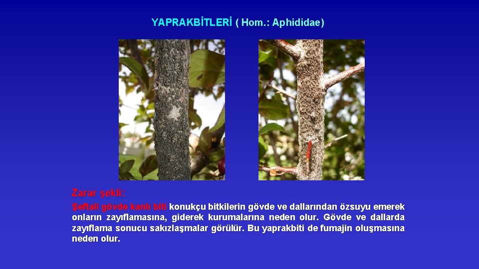 YAPRAKBİTLERİ ( Hom. : Aphididae) Zarar şekli: Şeftali gövde kanlı biti konukçu bitkilerin gövde