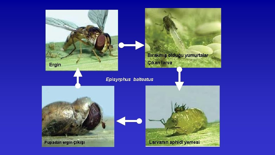 Bırakmış olduğu yumurtalar Ergin Çıkan larva Episyrphus balteatus Pupadan ergin çıkışı Larvanın aphidi yemesi