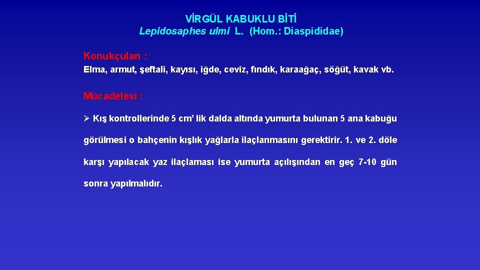 VİRGÜL KABUKLU BİTİ Lepidosaphes ulmi L. (Hom. : Diaspididae) Konukçuları : Elma, armut, şeftali,