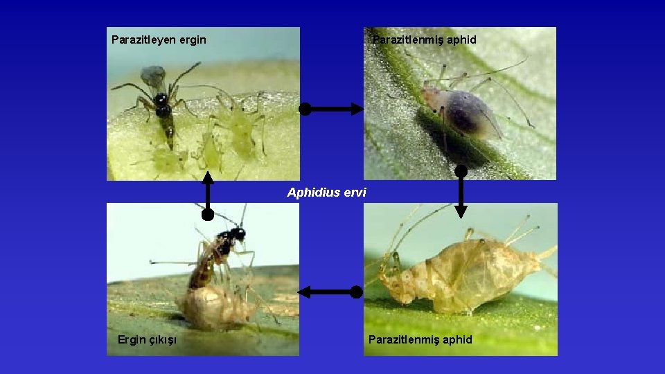 Parazitleyen ergin Parazitlenmiş aphid Aphidius ervi Ergin çıkışı Parazitlenmiş aphid 