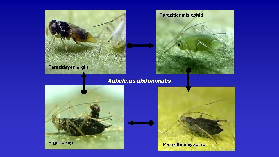Parazitlenmiş aphid Parazitleyen ergin Aphelinus abdominalis Ergin çıkışı Parazitletmiş aphid 