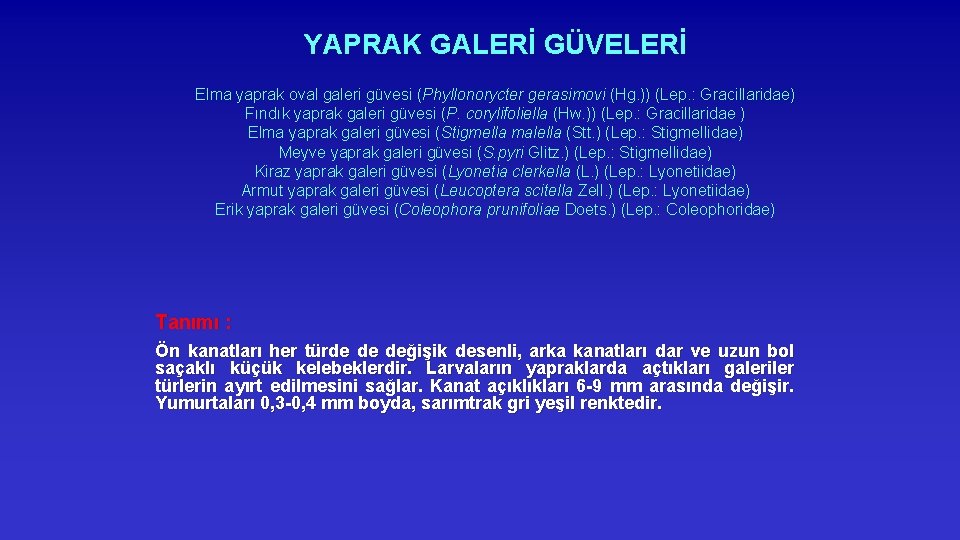 YAPRAK GALERİ GÜVELERİ Elma yaprak oval galeri güvesi (Phyllonorycter gerasimovi (Hg. )) (Lep. :